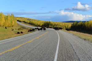 Traffic Jam on the Alaska Highway